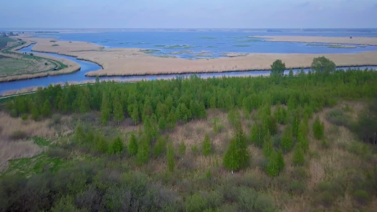vista aérea del lago cubierto de juncos marrones y agua azul, lago liepaja, letonia, exuberantes abedules verdes en primer plano, día soleado, clima tranquilo, tiro de drones de gran angular avanzando