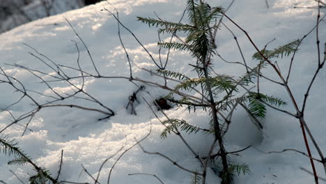 small baby pine tree poking through winter snow