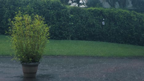 rainy evening in a serene garden