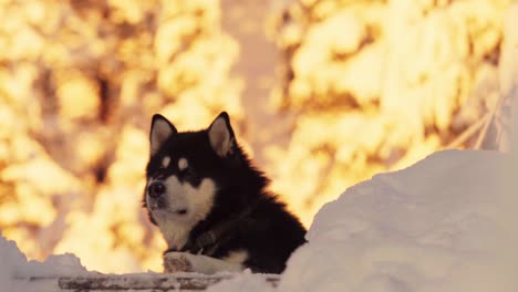 alaskan malamute dog breed in nature bokeh background during sunset in wintertime