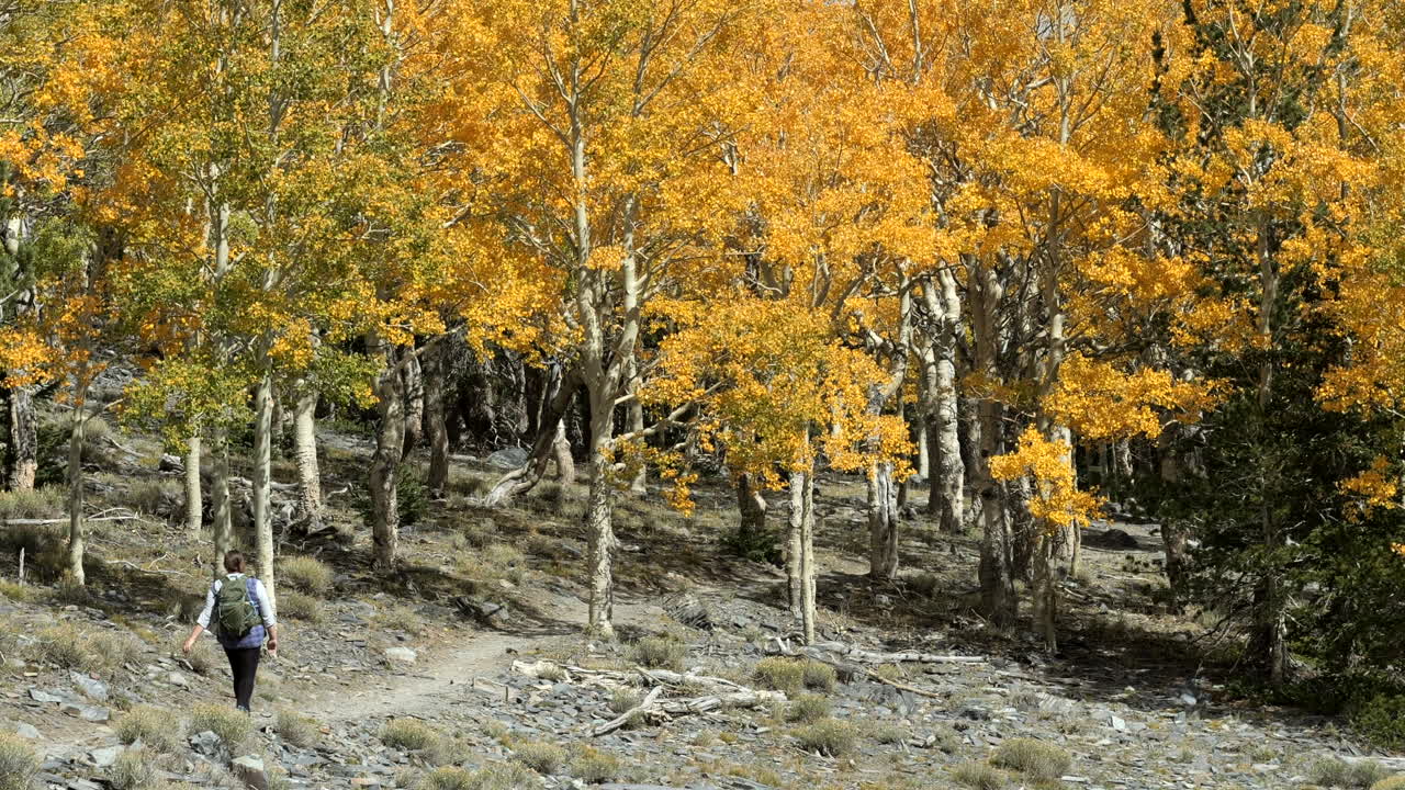 mujer caminante sendero para caminar en una arboleda de álamos amarillos durante los colores del otoño