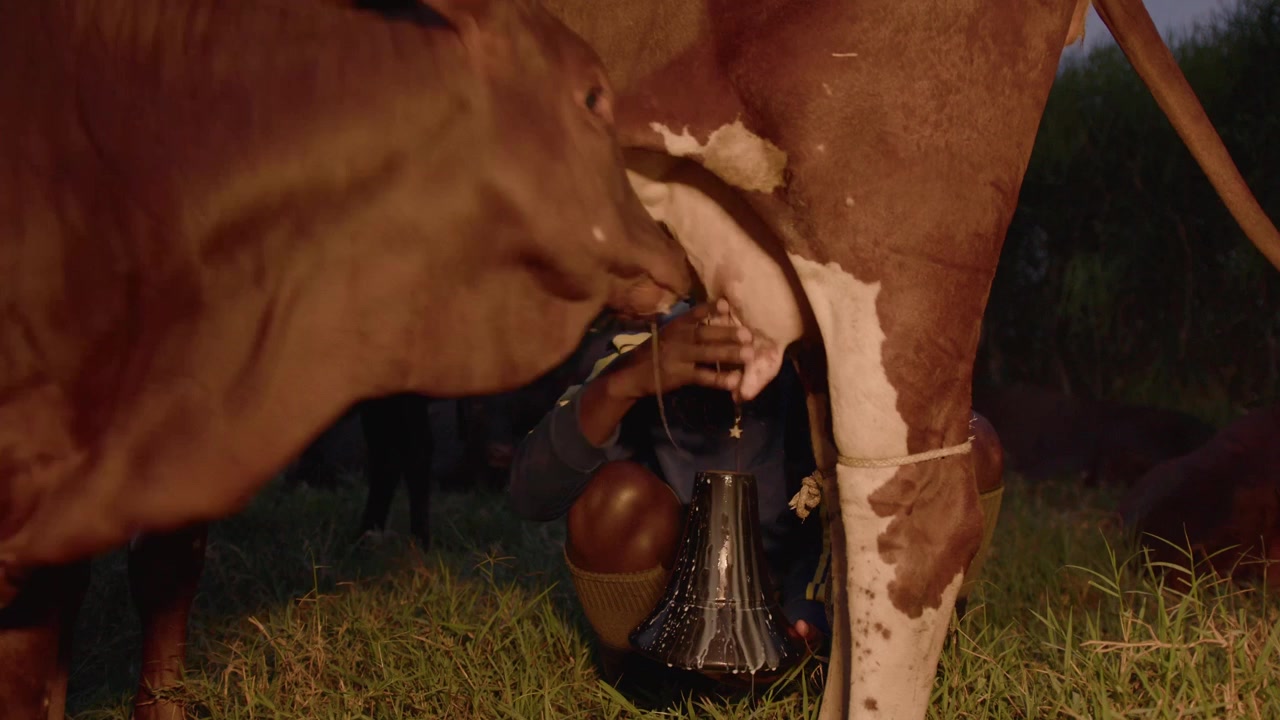 Medium shot of a young black man milking a large ankole watusi cow while a calf tries to suckle in Uganda, Africa. High quality 4k footage.