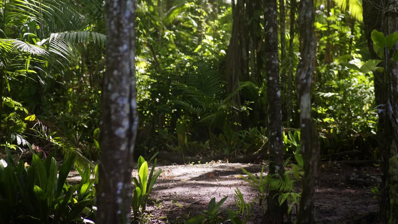Sun shining through trees onto open spot on sand in the amazon rain forest jungle