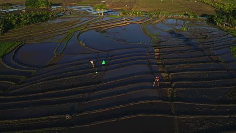 farmers tending irrigated rice plantation crop paddies in bali