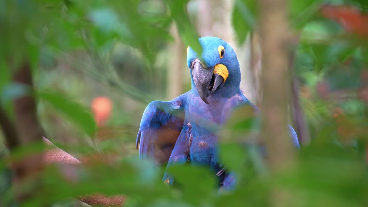 Visto por entre a folhagem verde, uma arara-azul (Anodorhynchus hyacinthinus) descansa em um galho de árvore, alongando e secando suas asas, em close-up.