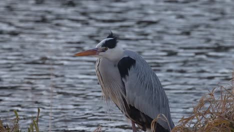 observing a heron's stillness beside a lake