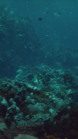 underwater coral reef scene