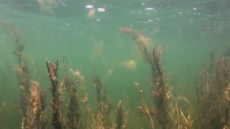 underwater view of aquatic plants