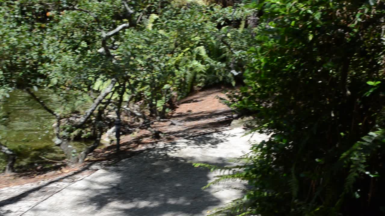 La strada. La natura in un giardino