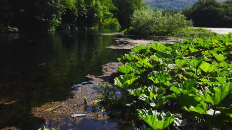 drone flying low over dragonflies and pond covered with algae, moss and lotus plants, surrounded by dense wilderness