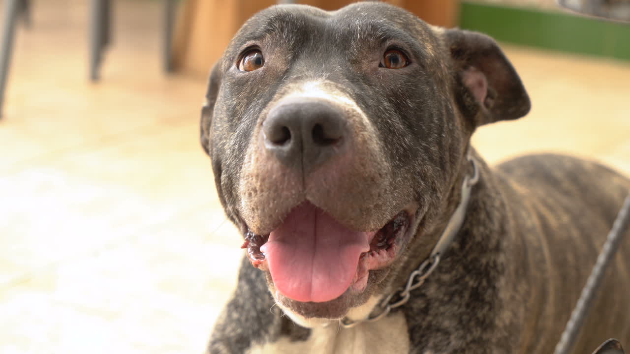A close-up of a brindle dog