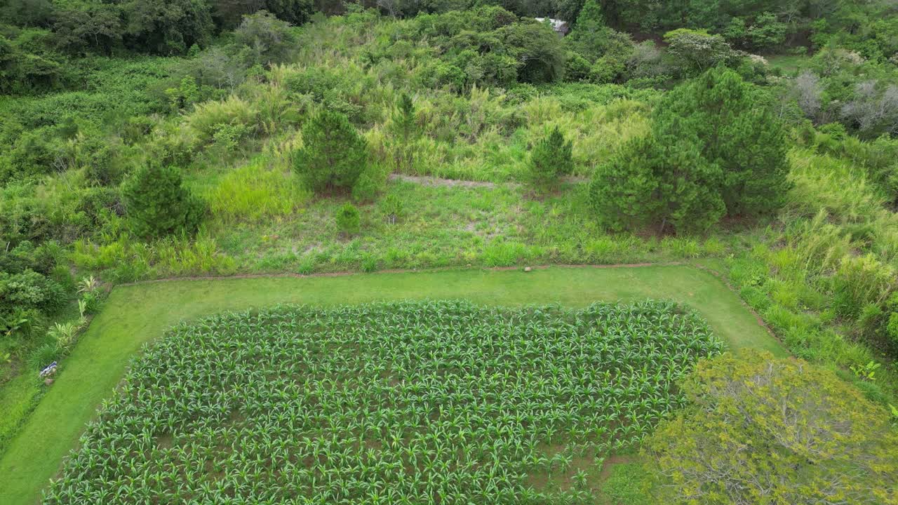 Aerial view of legume plantation surrounded by tropical forest in rural Honduras, sustainable agriculture and community livelihood