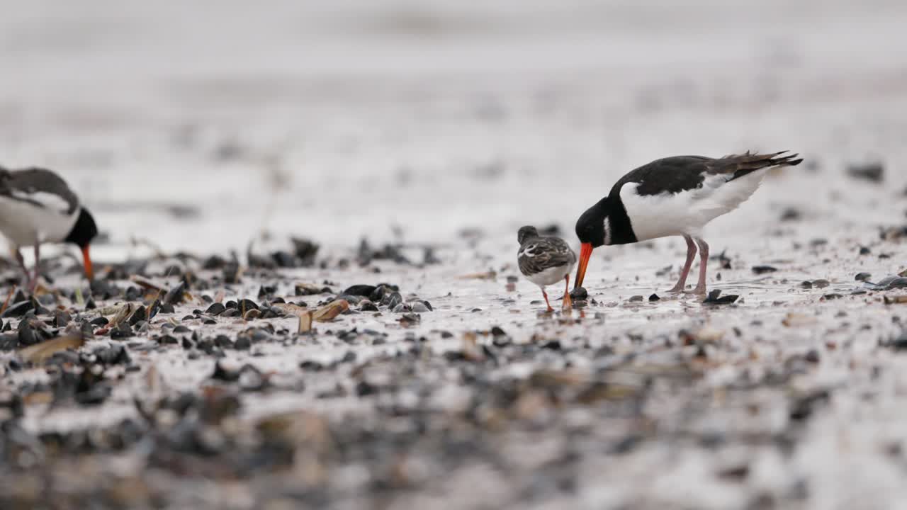 오이스터 캐처 와 다른 해안 새 들 이 진 평야 에서 먹이 를 먹고 있다