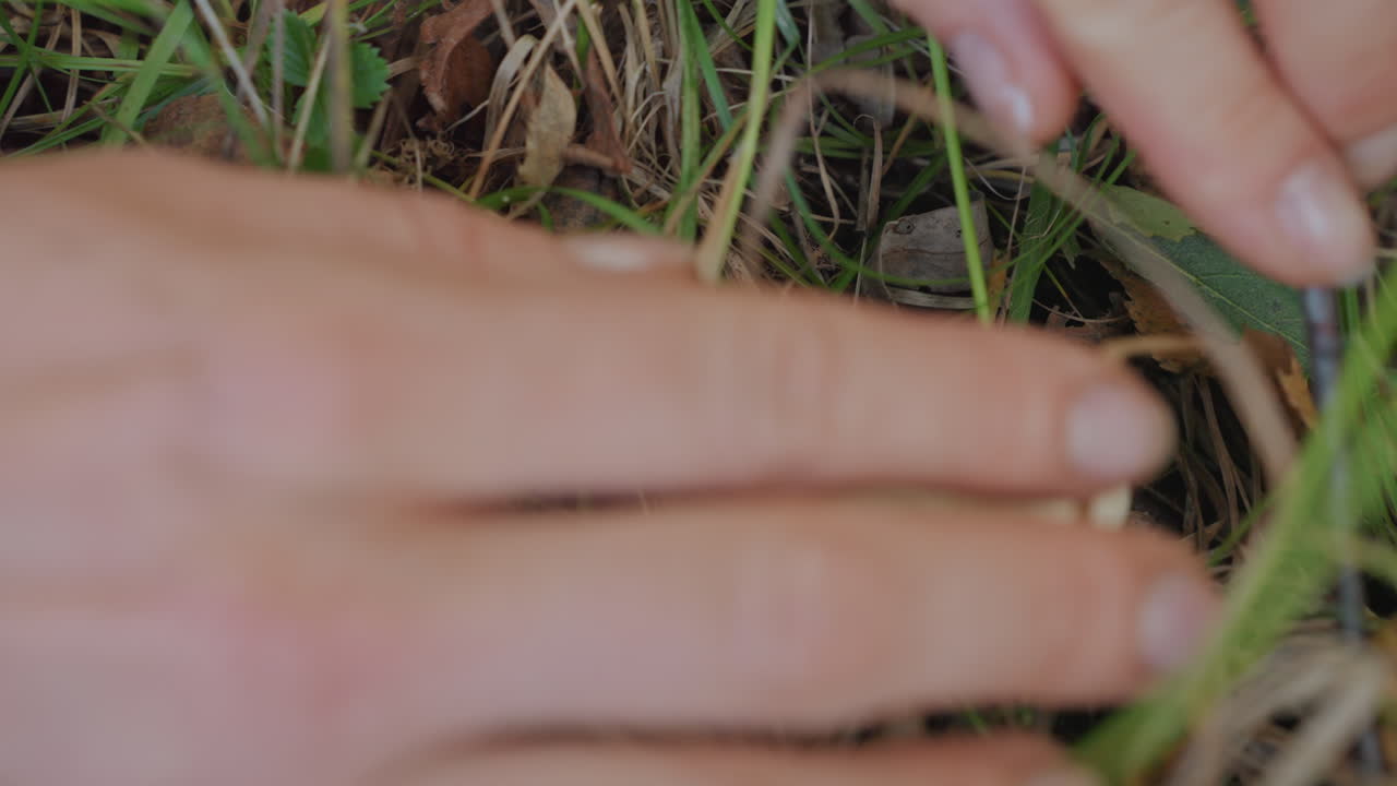 White camper foraging small mushroom in grass, hands gently push aside blades to inspect round white cap, damp leaf litter and morning dew, careful harvest and closeup study of texture and spores