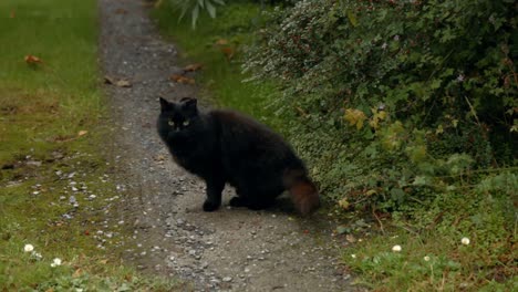 gato negro en el jardín