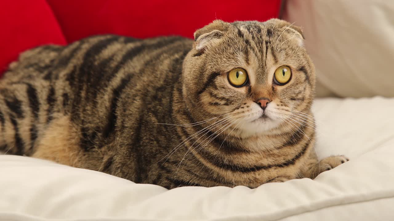 Gato del doblez del escocés