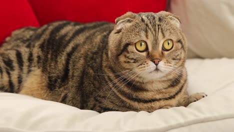 scottish fold cat