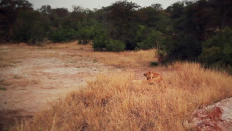 Hermosa-Leona-Africana-Lamiéndose