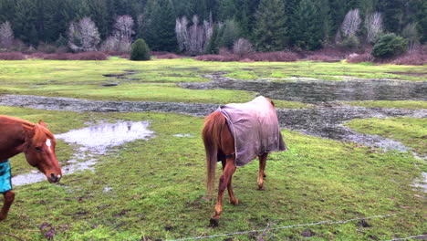 Caballos-Amigables-Que-Usan-Mantas-De-Invierno-Para-El-Clima-Frío-Saludan-Al-Fotógrafo-Sobre-La-Cerca