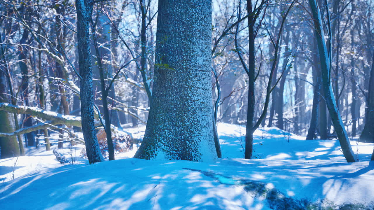 높은 소나무 가 있는 숲 을 가로질러 빛나는 따뜻 한 겨울 해 가 지는 것