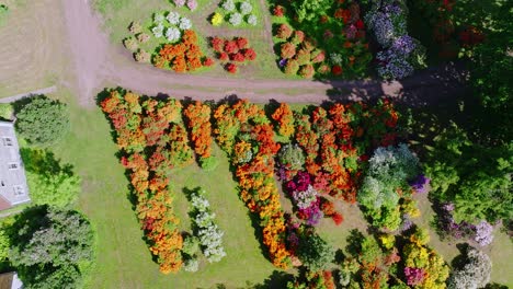rhododendrons fill symmetrical park landscape, drone ascends above garden rows