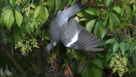 pigeon aka columbidae eatting berries standing upside down on branch, close up