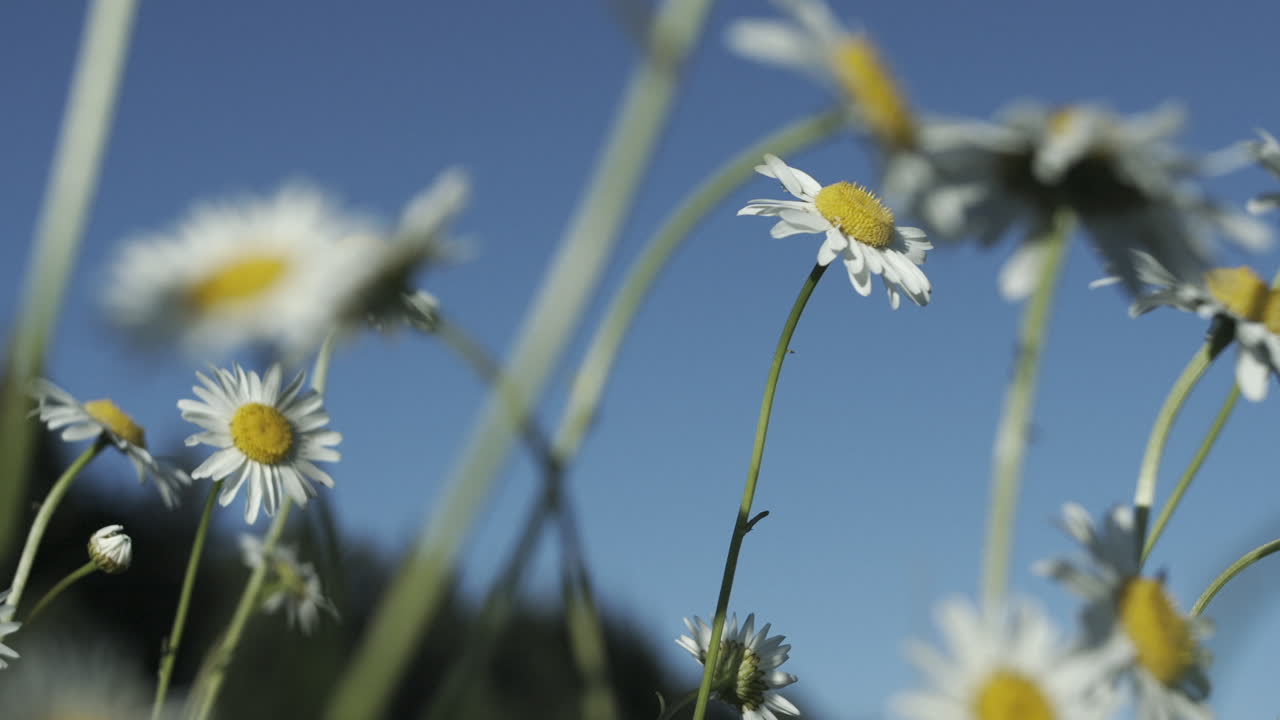 Daisies in a Field Under a Blue Sky