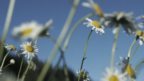 daisies in a field under a blue sky