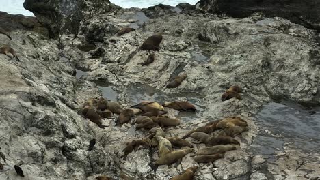 Colony-Of-Sea-Lions-Resting-On-Rocks-Beside-Pacific-Ocean-Swells