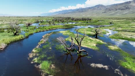 drone vuela bajo sobre el río owens inundando sus orillas en primavera después del gran invierno en el este de la sierra nevada