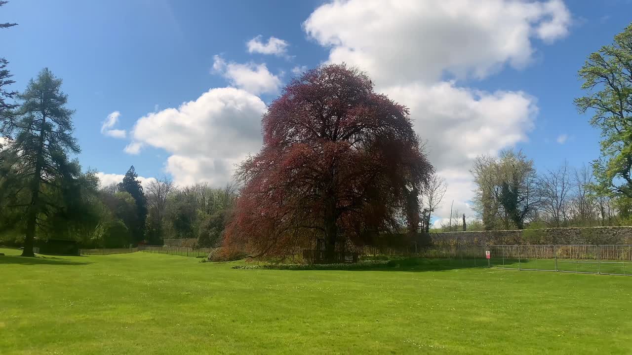 Establishing pan across grass field, trees spaced out and The Autograph Tree