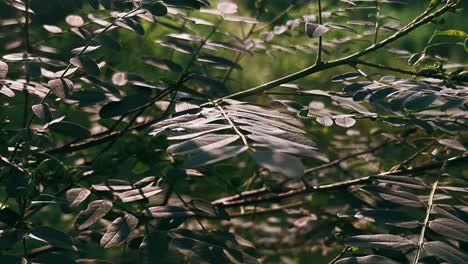 close-up of dark green leaves on a branch