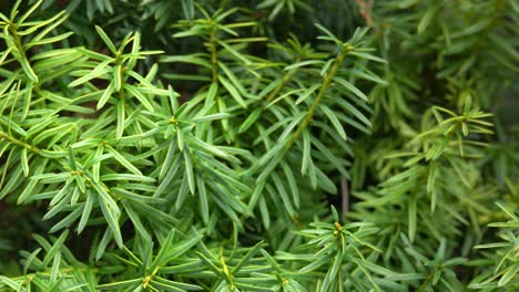 Closeup-Sliding-Shot-Of-Evergreen-Tree-With-Green-Foliage