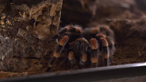 las tarántulas araña lasiodora parahybana comen grillos de cerca estático