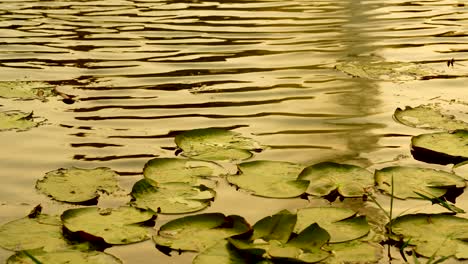 hojas de loto en el lago del río, al crepúsculo