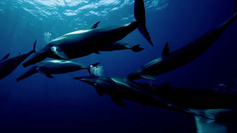 delfines bajo el agua