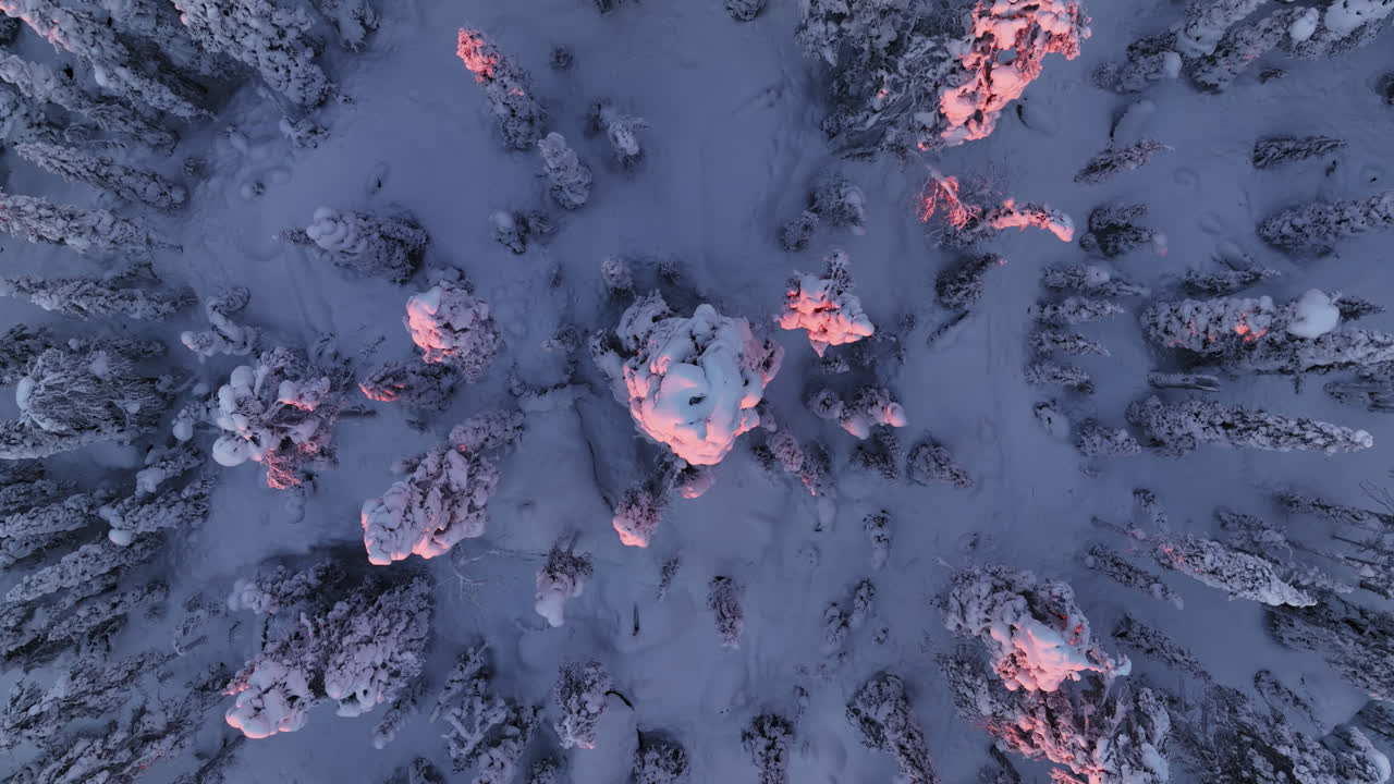Ripresa aerea con drone sopra un albero innevato illuminato dal sole, sera d'inverno in Lapponia.
