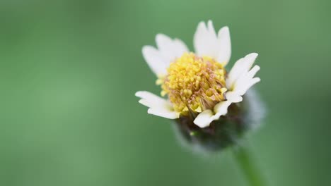 widespread weed and pest plant, tridax procumben, coatbutton also known as tridax daisy swaying against green blurred background in a forest environment during spring season