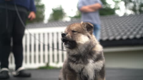 close-up slow motion shot of a finnish lapphund puppy barking and looking around