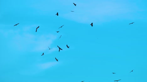 Flock of Birds Flying in a Blue Sky