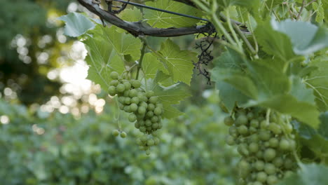 close-ups-in-a-vineyard-of-grapevines-with-green-grape-clusters