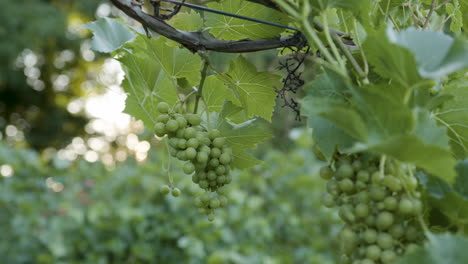 close ups in a vineyard of grapevines with green grape clusters