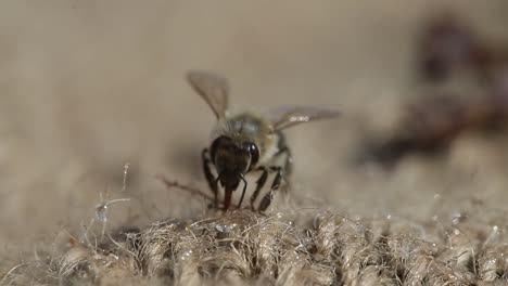 bee farming in village of nepal