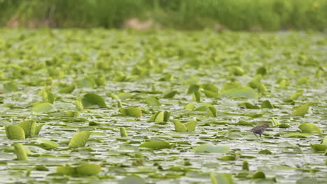 Hungriger-Finkenvogel,-Der-Unter-Seerosenblättern-Nach-Nahrung-Sucht