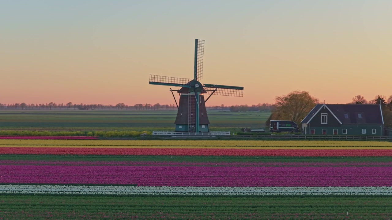 Tradisjonell nederlandsk vindmølle som snurrer i et fargerikt tulipanfelt