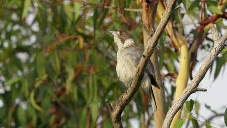 calling grey butcherbird perched in a gum tree in australia slow motion