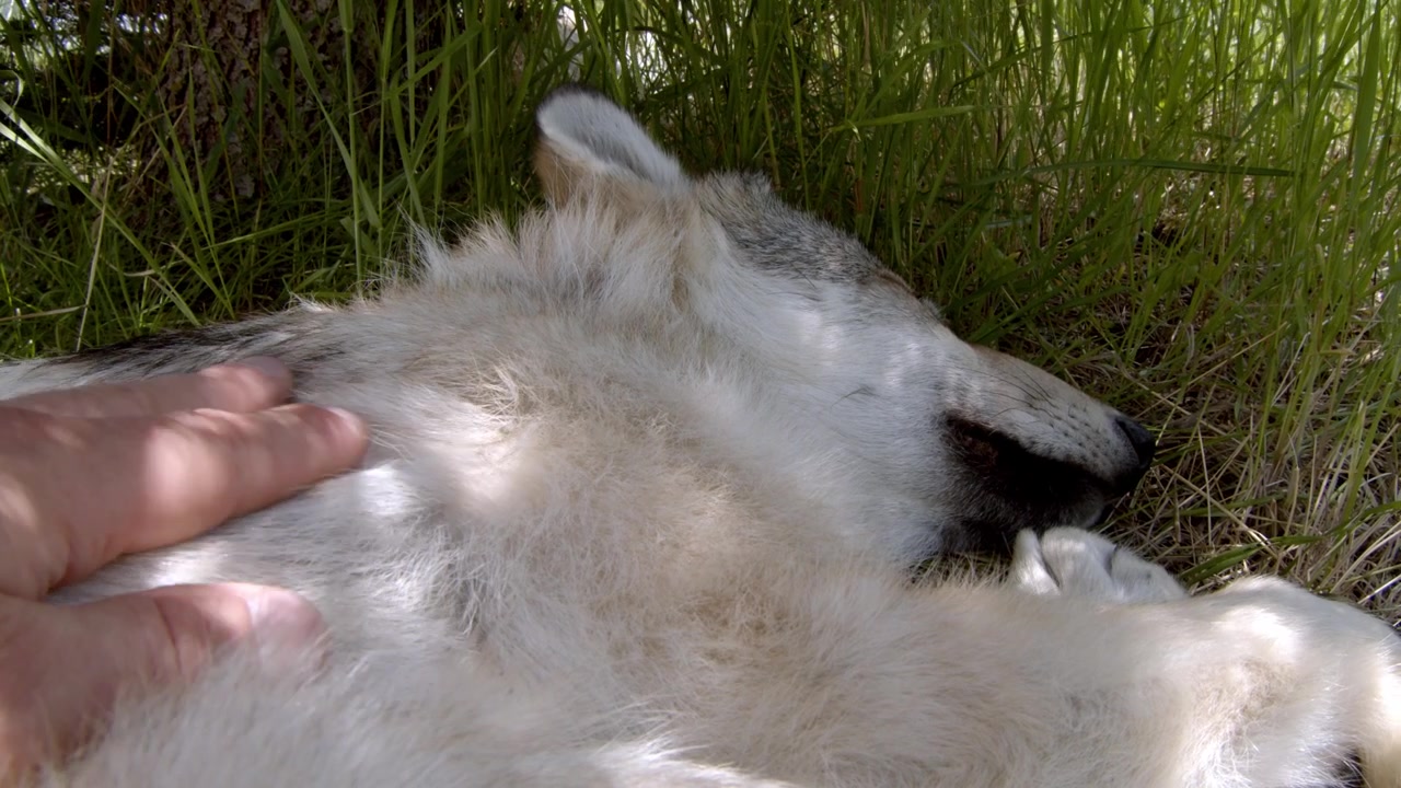 A grey wolf named Koa.