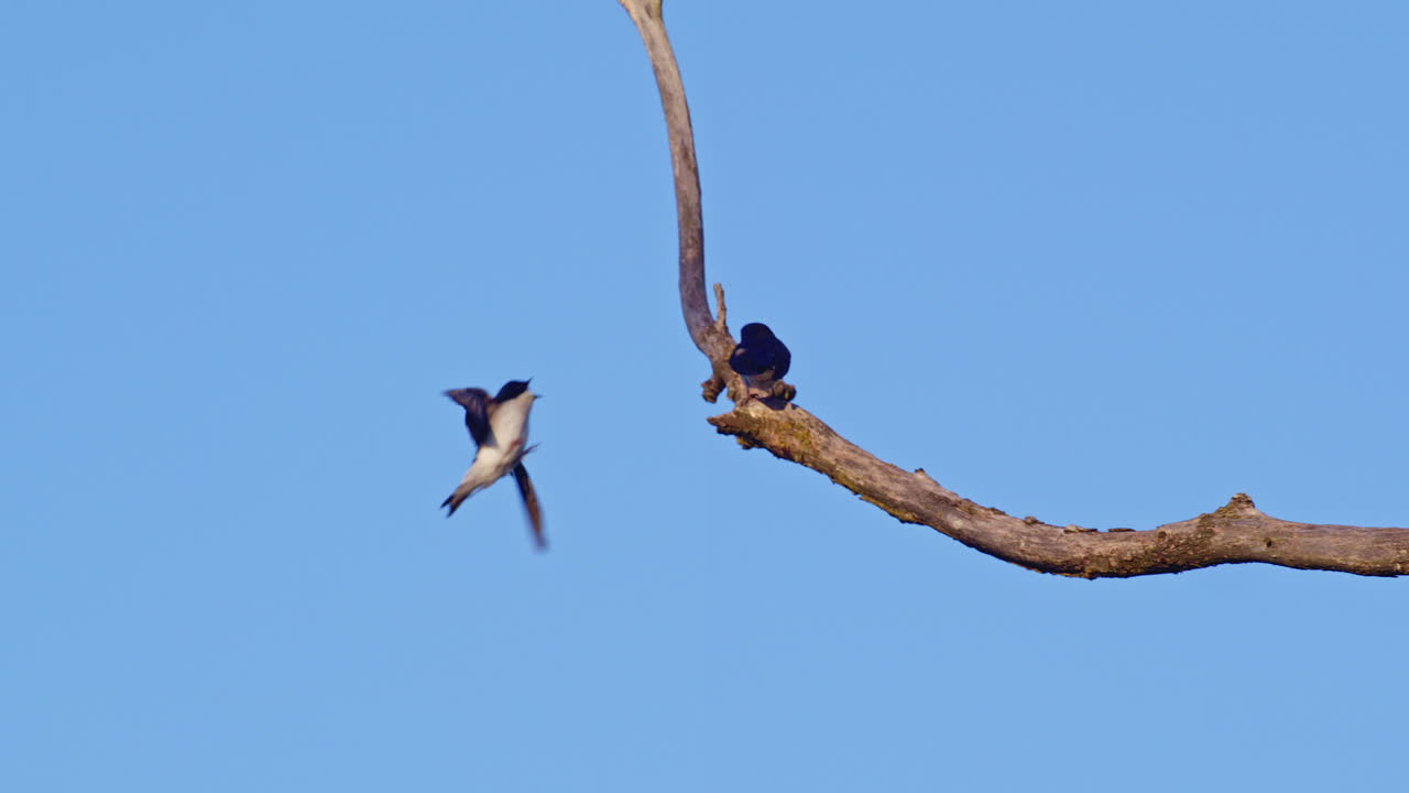 Delicate, acrobatic flight of the purple martin, frozen in time by extreme slow motion.