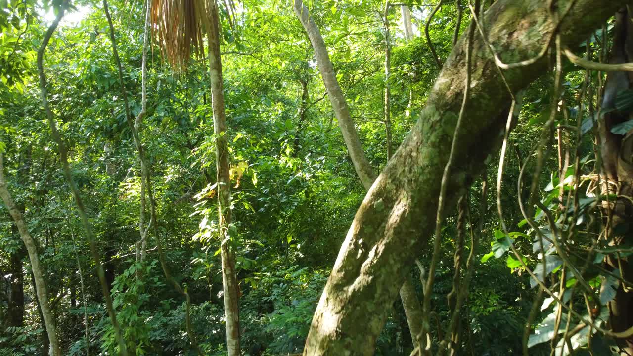 Vista drone che si muove lentamente attraverso gli alberi della lussureggiante foresta pluviale tropicale di Minca, Colombia.