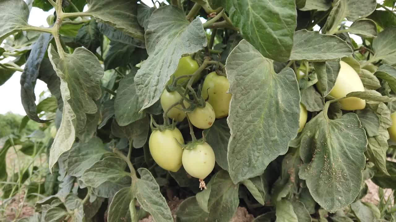 arbusto de tomate en el viento